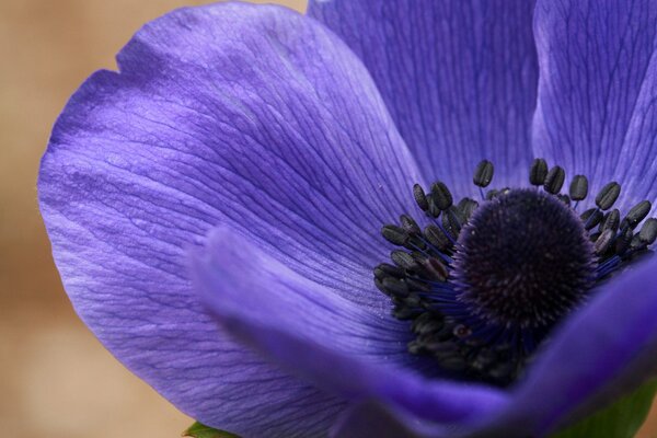 La flor de la anémona es una planta muy hermosa