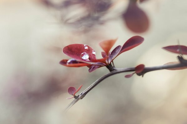 The moment of flowering is spring