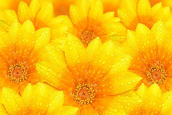 Beautiful pattern of yellow flowers