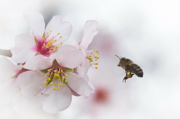 The bee collects pollen from the flower