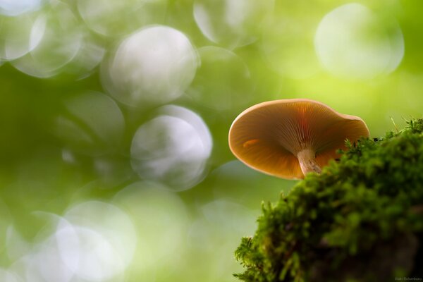 Gros plan de prise de vue d un champignon à l automne