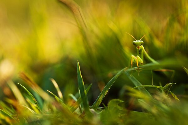 Mantis verde sentado en la hierba