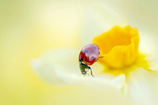 Una mariquita sentada en un pétalo de narciso