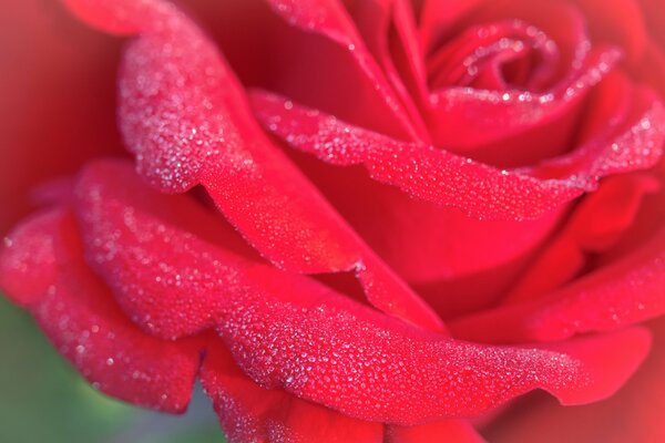 Rosa con gocce di rugiada sui petali