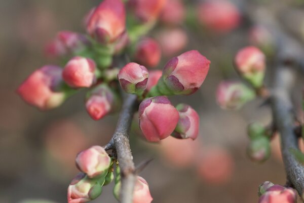 Photo de gros plan d une branche avec des bourgeons de coing