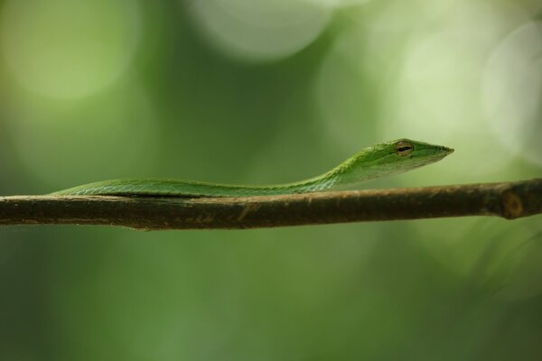 Gros plan d un serpent vert plat sur une branche