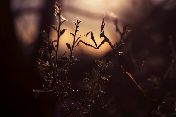 Mante sur une branche de plante coucher de soleil