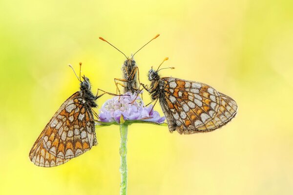 Trois papillons sur la fleur recueillent la rosée