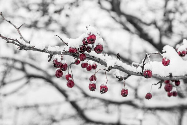 Winter-Eberesche auf schneebedeckten Ästen