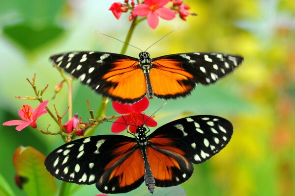 Deux papillons sur une fleur rouge