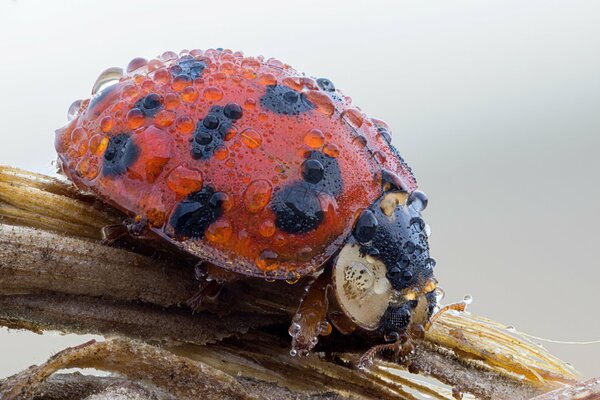 Ladybug insect in dew drops sitting on a branch