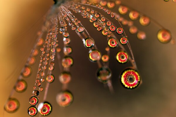 Foto macro di gocce sul fiore