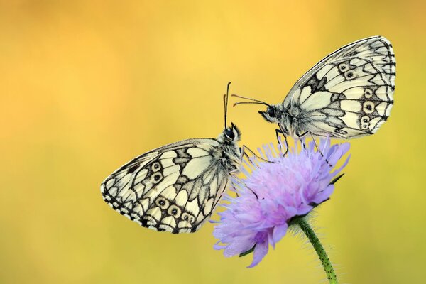 Две бабочки сидят на фиолетовом цветке