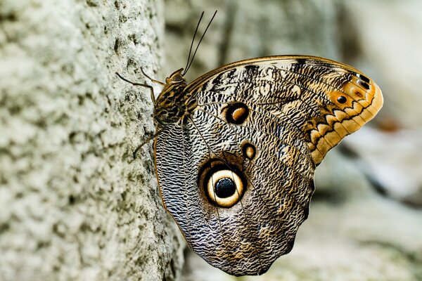 Bellissimo modello di farfalla sulle ali