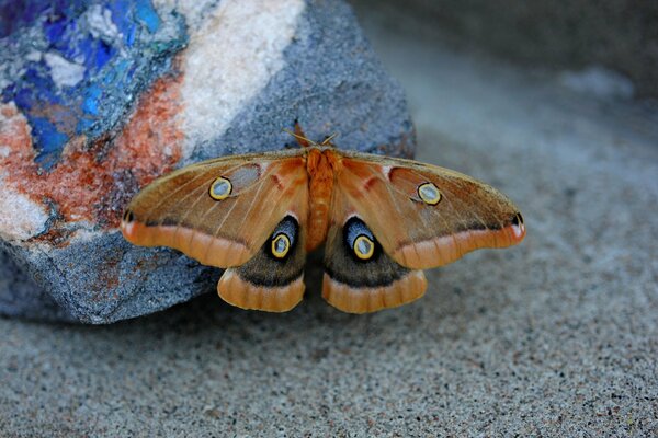 On a blurry background on a stone butterfly