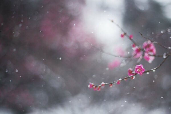 Zweig mit rosa Blüten im Februar