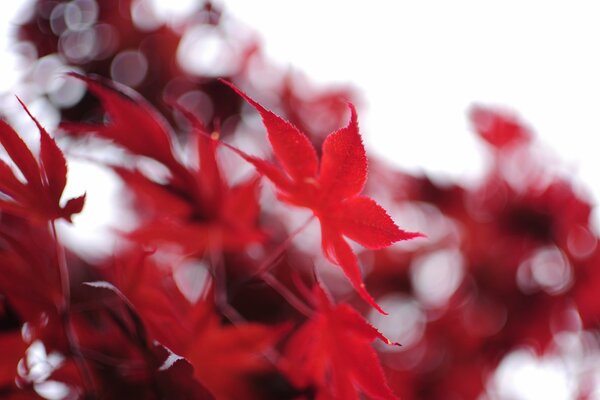 Autumn red leaves macro