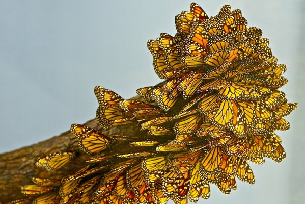 Yellow butterflies on a piece of wood