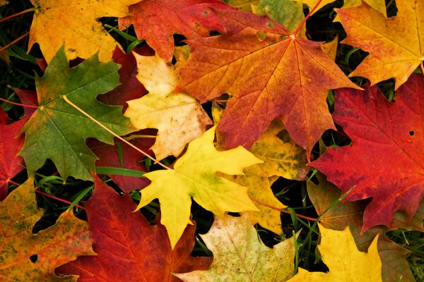 Feuilles de couleur automne se trouvent sur l herbe