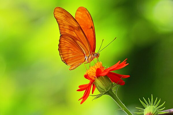 Orange durchbrochener Schmetterling auf einer roten Blume