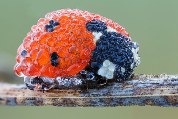 Coccinelle insecte dans les gouttes de rosée