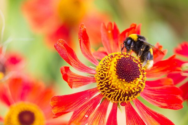 Bumblebee ottiene il nettare dalla straordinaria bellezza di una pianta di colore rosso-giallo in una giornata di sole estivo