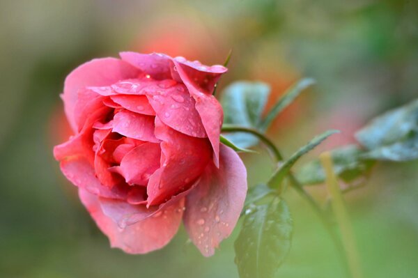 Rosa rosa con rocío en pétalos