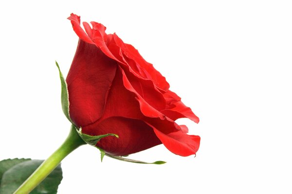 Macro photography of a red rose with a green stem on a white background