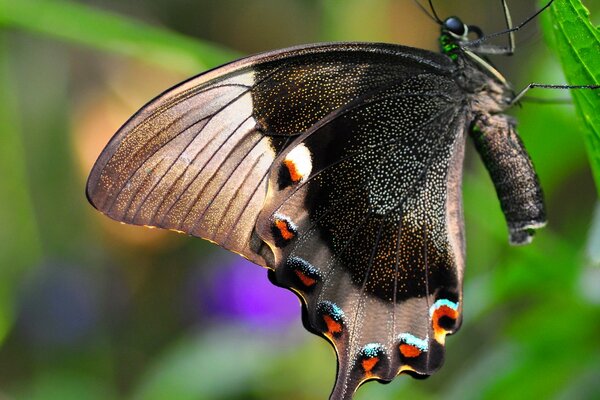 Farfalla in bianco e nero con ali lucide su una foglia