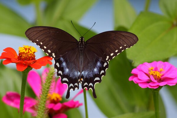 Butterfly on a background of bright colors