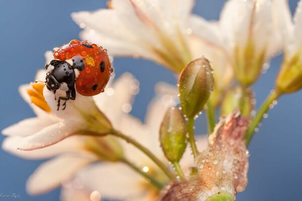 A ladybug on white flowers drinks dew