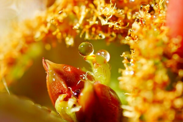 Hojas de flores con gotas de agua