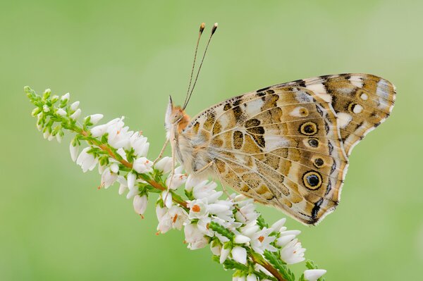 Piękny motyl na białych kwiatach