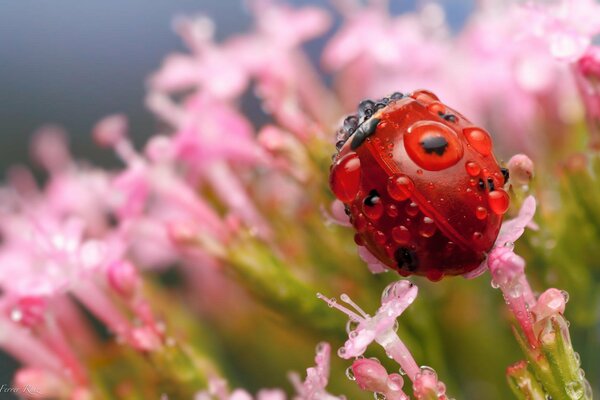 Ladybug in dew on a flower