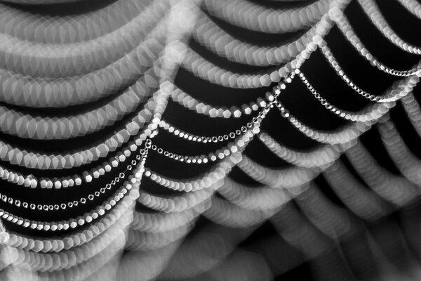 Black and white macro photo of a spider web with dew drops