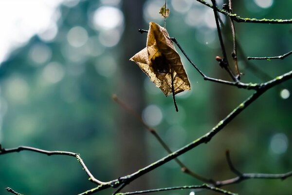 A dry leaf on a cobweb on a branch