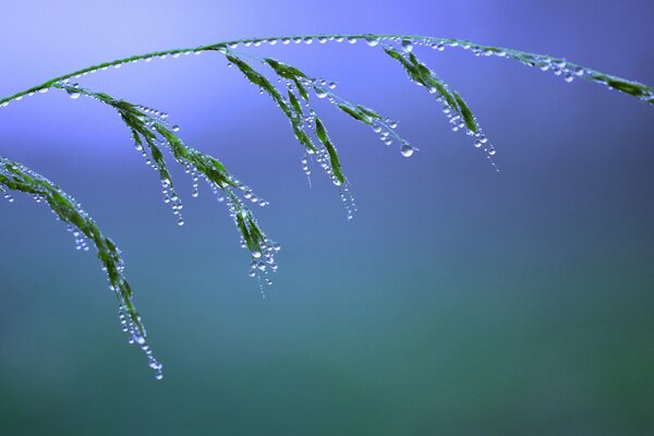 A blade of grass in the morning dew under macro exaggeration