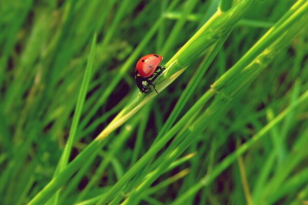 Marienkäfer kriecht über das grüne Gras