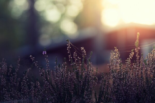 Makrofoto von Gras mit Bokeh