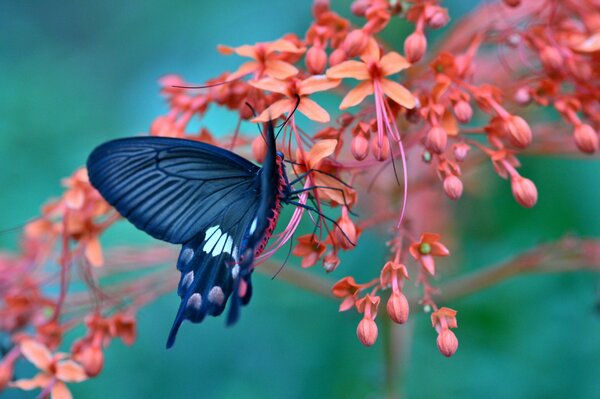 Mariposa de cerca en una rama floreciente