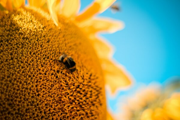 Macro shooting bumblebee on a sunflower