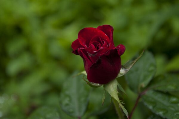 Makrofoto der Knospe einer Burgunderrose