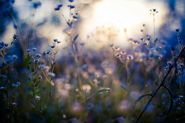 Wildflowers. Macro shooting