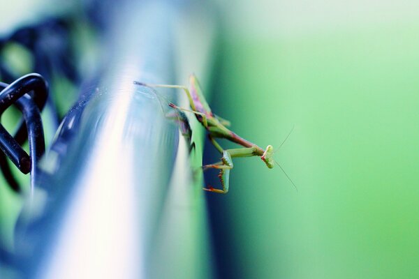 A mantis insect sits on a metal pipe