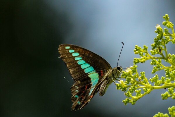 Butterfly with blue and black wings on a bud