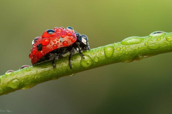 Macro photo of a ladybug on a stalk after the rain