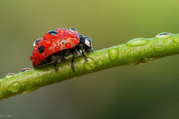 Photo macro de coccinelle sur la tige après la pluie