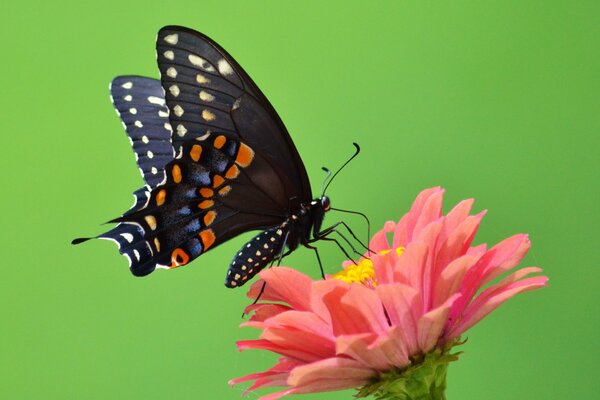 Farfalla nera su fiore rosa