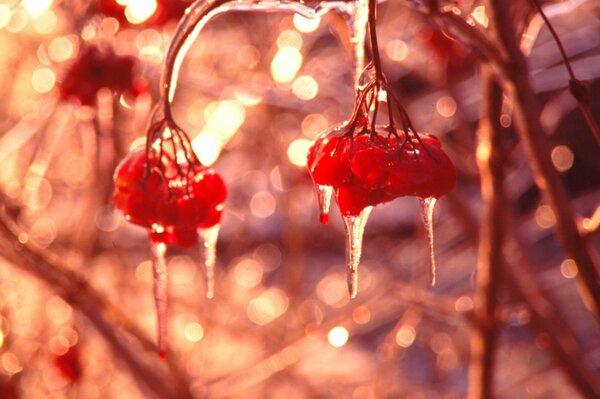 Hielo con carámbanos en el serbal rojo