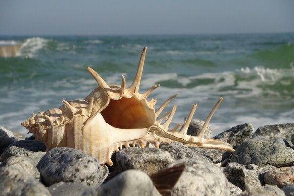 The ocean shore, where a large shell lies on the rocks